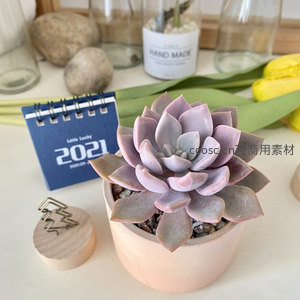 紫罗兰色多肉绽放，柔美花瓣如丝绸