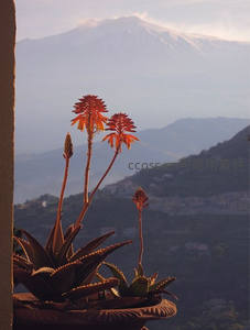 窗边芦荟花开，远山如黛景致悠然