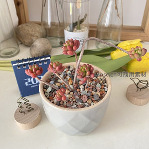 枝干型多肉盆栽与文具的文艺组合