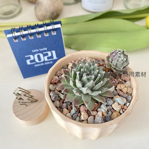 毛茸茸多肉与2021日历的精致搭配
