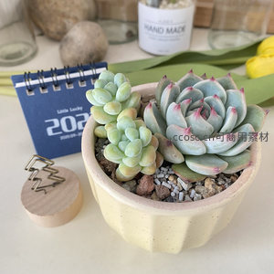 双色多肉组合盆栽与日历的清新布置