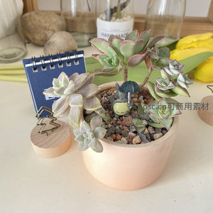 龙猫相伴的多肉盆栽创意桌面布置