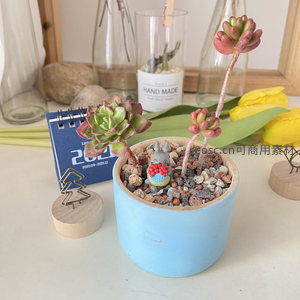 多肉盆栽与龙猫摆件的温馨桌面