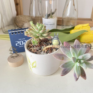 白色花盆里的清新多肉与龙猫