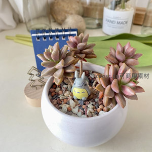 粉紫多肉与微笑龙猫的萌趣组合