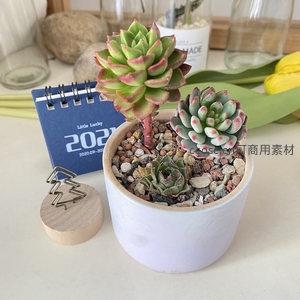 多彩多肉组合盆栽的精致美感