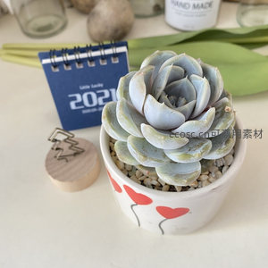 蓝灰色多肉如玫瑰绽放于爱心花盆