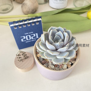 淡雅蓝灰多肉在粉色花盆中静谧绽放