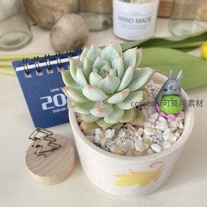 多肉盆栽与龙猫摆件的温馨桌面