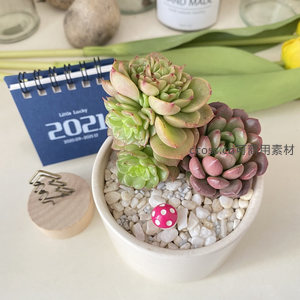 多彩多肉组合盆栽点缀办公桌