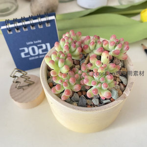 粉尖多肉盆栽的精致桌面角落