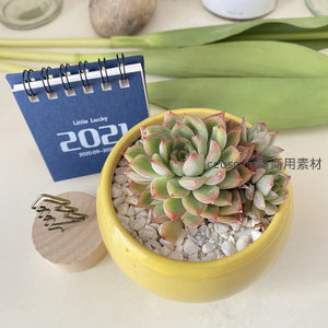 黄色花盆中的红边多肉特写