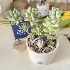 多肉盆栽与撑伞龙猫的治愈场景