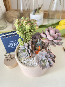 紫灰多肉与龙猫的梦幻组合盆栽