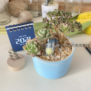 多肉盆栽配龙猫小摆件，桌面治愈风景