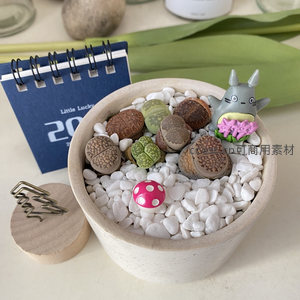 生石花盆景配龙猫与蘑菇，萌趣十足