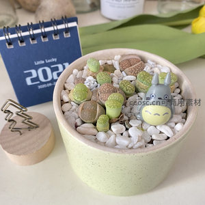 淡绿色盆中的生石花与龙猫，静谧可爱