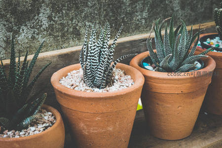 陶盆中的斑马纹多肉植物组合