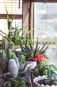 窗边阳光下的多肉植物集合