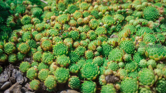 密集翠绿小多肉铺满地面如地毯般