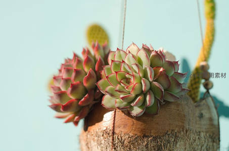 悬挂椰壳盆中的红边多肉，别致雅观