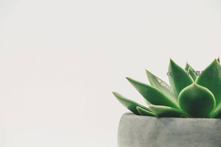 简约水泥盆中的绿色多肉特写
