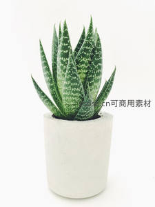 斑点芦荟盆栽，清新简约风