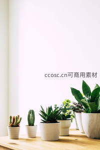 窗台上的多肉植物盆栽组合