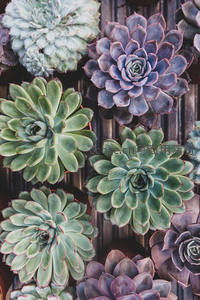 色彩斑斓的多肉植物拼贴