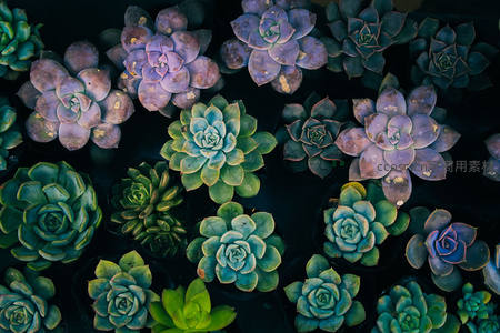 多彩多肉植物俯拍拼图
