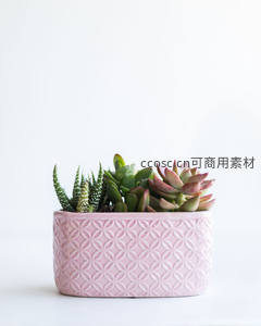 粉色花盆中的多肉植物组合
