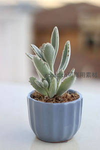 毛茸茸的月兔耳盆栽