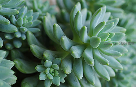 翠绿多肉群生特写，清新自然充满生机