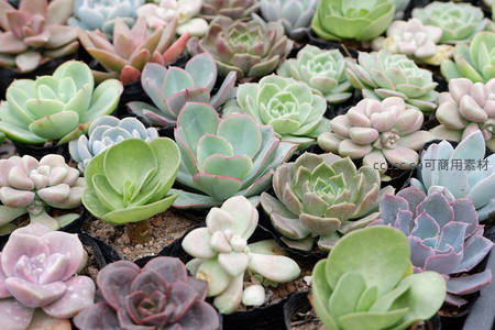 多彩多肉盆栽集合，色彩斑斓形态各异