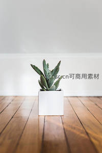 简约白盆绿植置于木地板，现代家居点缀