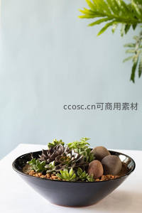 黑色碗中多肉微景观