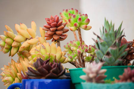 多彩多肉植物盆栽组合特写