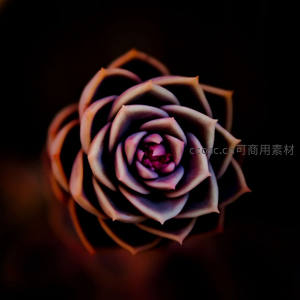 暗背景下紫黑色多肉玫瑰特写