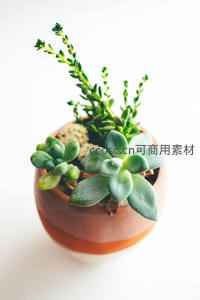 陶盆中生机勃勃的多肉组合