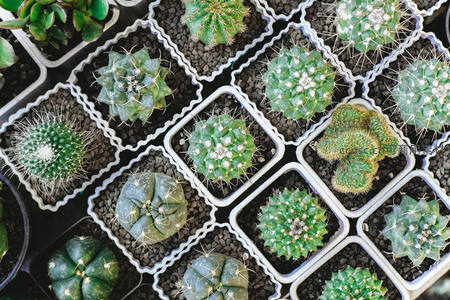 整齐排列的各式仙人掌盆栽