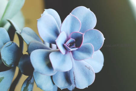 蓝紫色多肉植物的精致特写