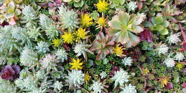 多彩多肉植物群落生机盎然