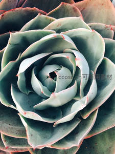 青绿色多肉如玫瑰般绽放