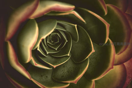 深绿多肉螺旋纹理光影之美