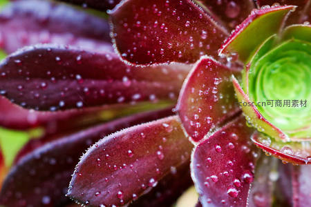 深红多肉叶尖缀满晶莹水珠
