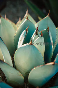 蓝绿色龙舌兰叶片锋芒毕露