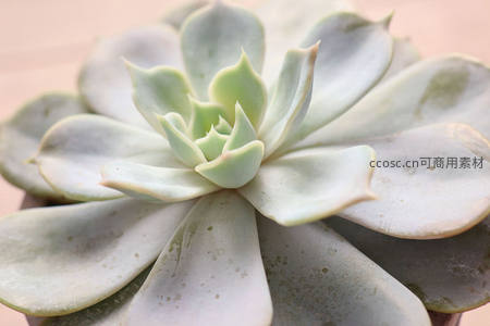 淡雅多肉特写，层层叠叠如花绽放