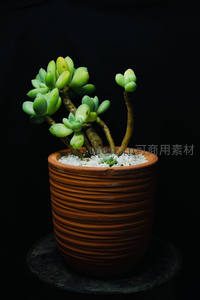 陶盆多肉静物，深色背景衬托鲜绿