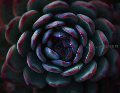 深色多肉叶片的螺旋纹理特写