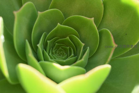 鲜绿多肉中心绽放的螺旋之美